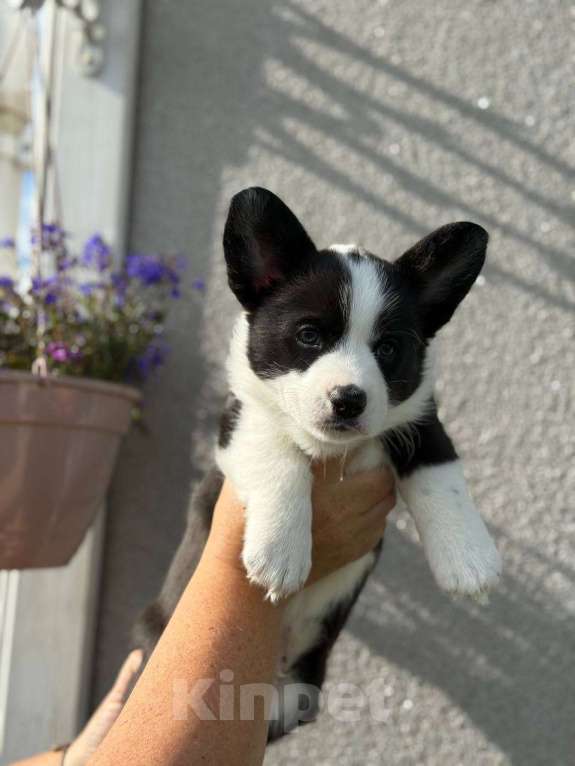 Собаки в Набережных Челнах: Кобель вельш корги кардиган 20.05.2025гр Мальчик, 50 000 руб. - фото 7