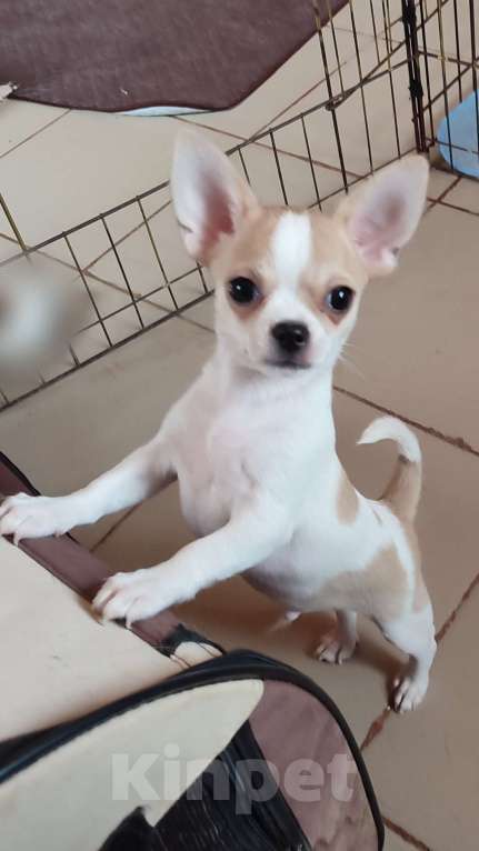 Собаки в других городах Калужской области: Шикарный мальчик чихуахуа гл.ш. Мальчик, 25 000 руб. - фото 2