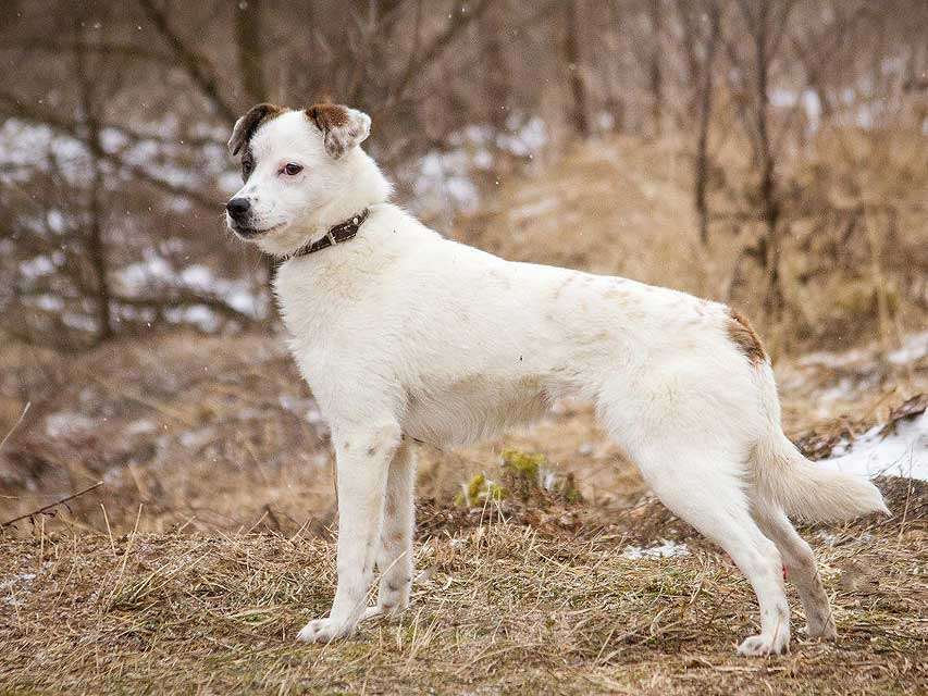 Собаки в Москве: Миниатюрная диванная собачка Дафи ищет дом Девочка, Бесплатно - фото 2