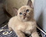 Кошки в Симферополе: Котята европейской бурмы Мальчик, 50 000 руб. - фото 6