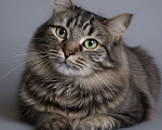 Кошки в Москве: Пальмуша — нежная домоседка.  Девочка, Бесплатно - фото 1