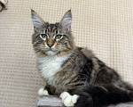 Кошки в Дедовске: Яркий мрамор кот Мальчик, 50 000 руб. - фото 7