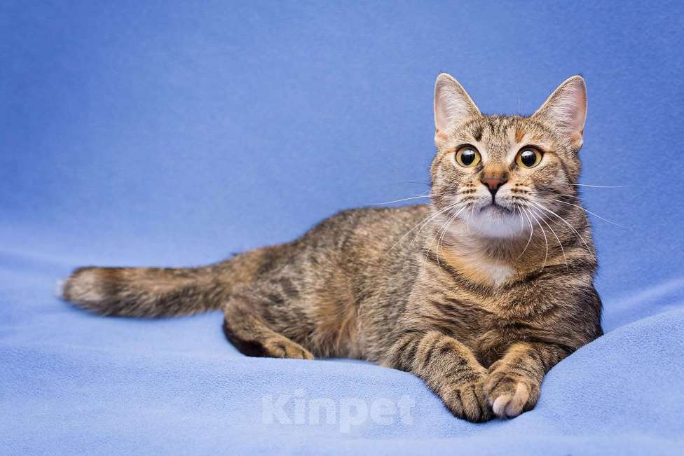 Кошки в Москве: Очаровательная полосатая кошечка Джуля в добрые руки Девочка, 1 руб. - фото 2