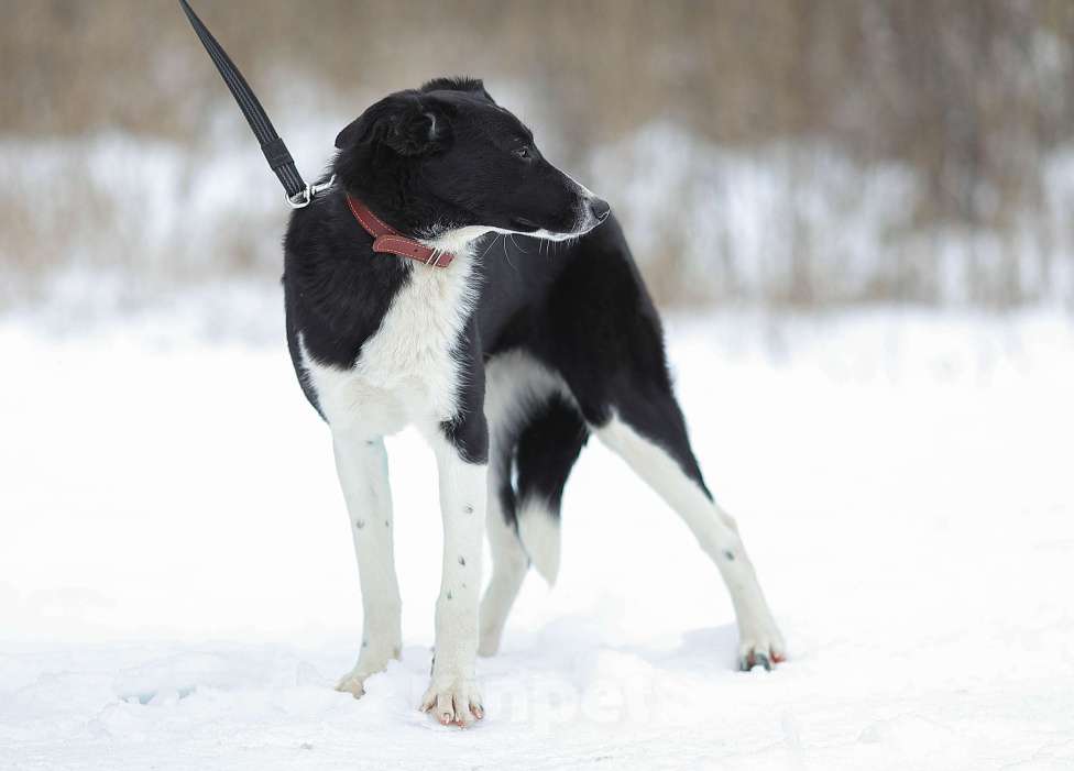 Собаки в Москве: Кнопочка Девочка, Бесплатно - фото 2