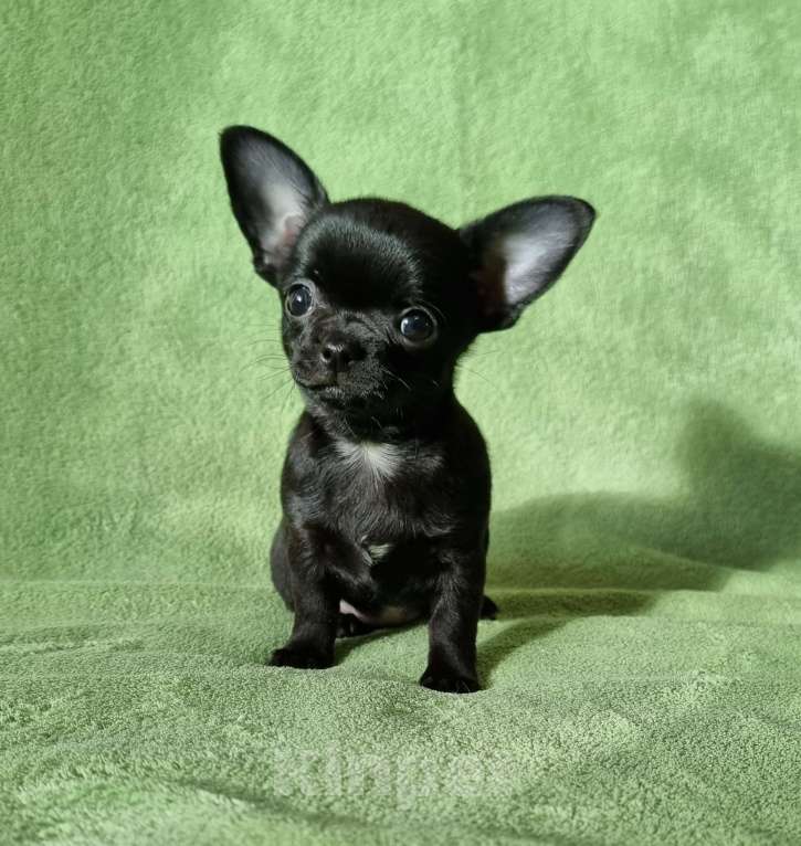 Собаки в Наро-Фоминске: шикарная чихуахуа Девочка, 150 000 руб. - фото 3