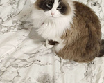 Кошки в других городах Калужской области: Пропала дочка  Девочка, 10 000 руб. - фото 2