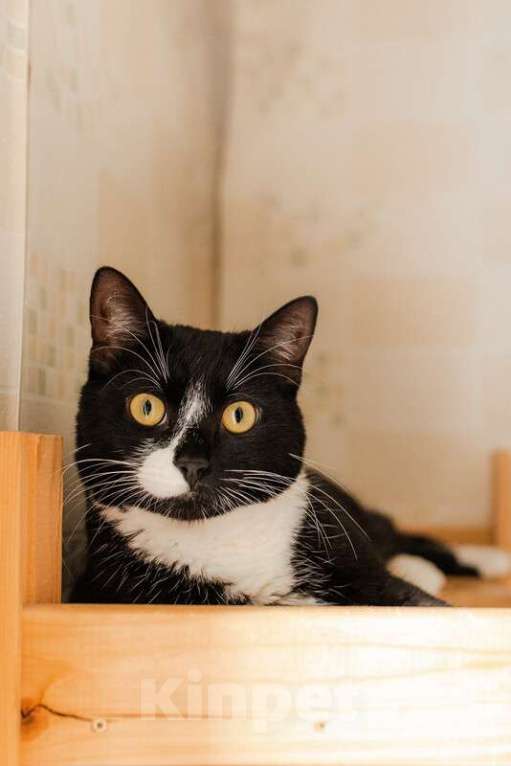 Кошки в Москве: Роскошный маркизный кот Тоша в добрые руки Мальчик, Бесплатно - фото 2