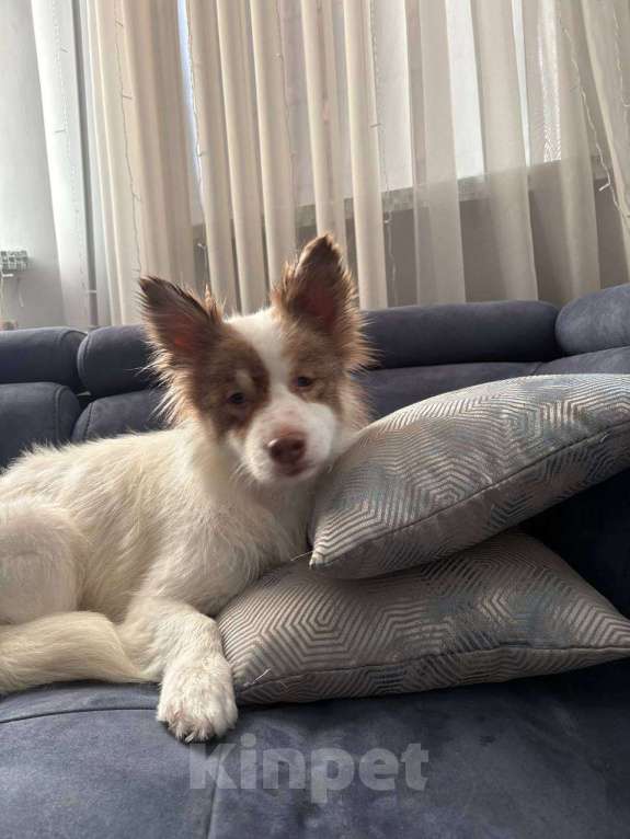 Собаки в Москве: Прелестная собачка Лиза в добрые руки Девочка, Бесплатно - фото 5