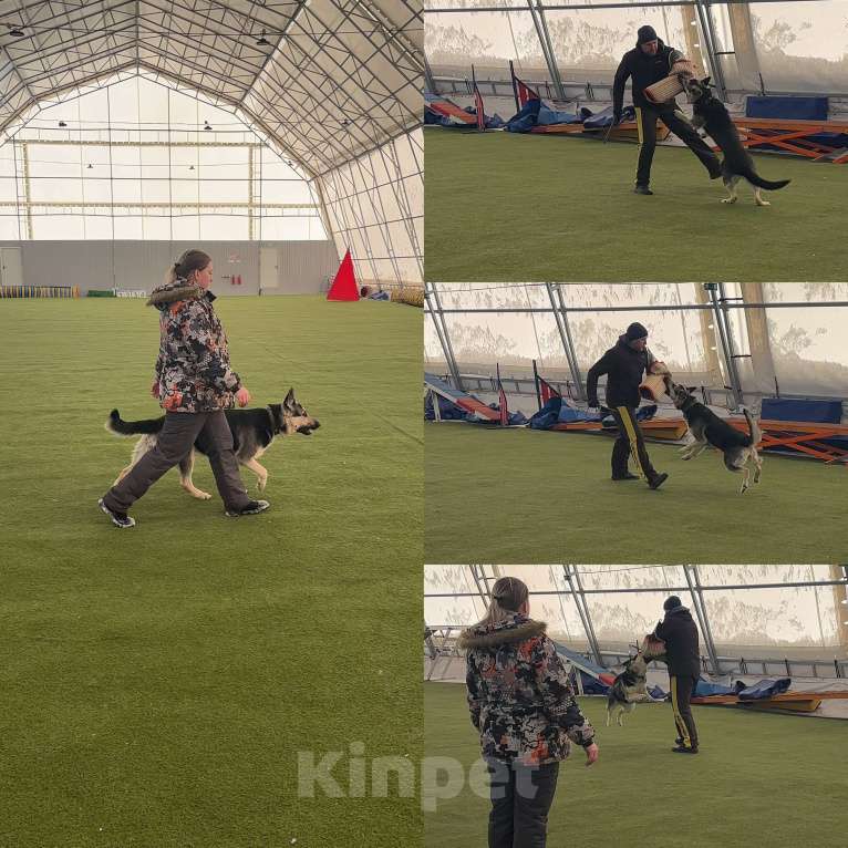 Собаки в Красноярске: Щенки восточноевропейской овчарки  Мальчик, 60 000 руб. - фото 2