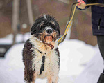 Собаки в Москве: Собака-мечта бородатик Тайсон в добрые руки Мальчик, Бесплатно - фото 9