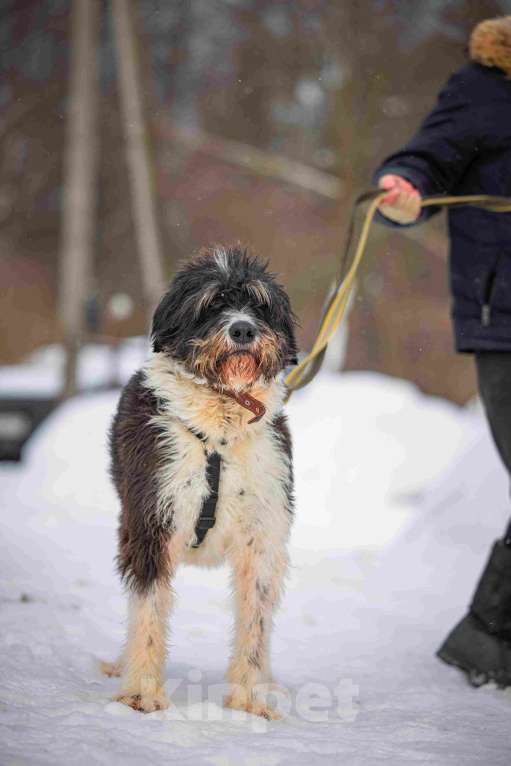 Собаки в Москве: Собака-мечта бородатик Тайсон в добрые руки Мальчик, Бесплатно - фото 9