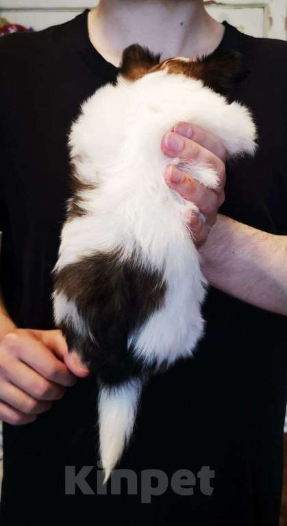 Собаки в Москве: Щенок папийона (папильона) девочка Девочка, 100 000 руб. - фото 3