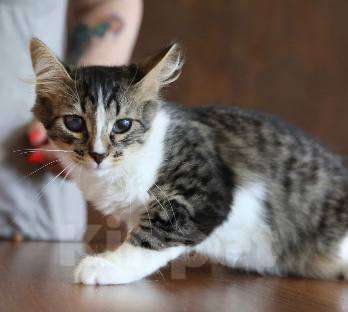 Кошки в Москве: Крошка Сури ищет дом Девочка, Бесплатно - фото 4