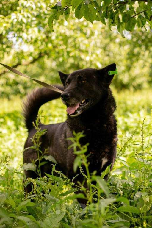 Собаки в Москве: Балунчик Мальчик, Бесплатно - фото 3