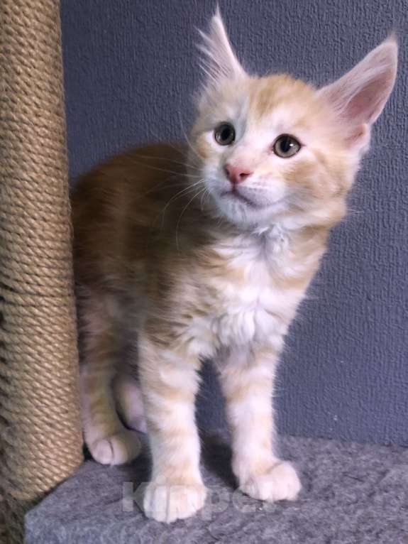 Кошки в Санкт-Петербурге: Персик Мальчик, 15 000 руб. - фото 5