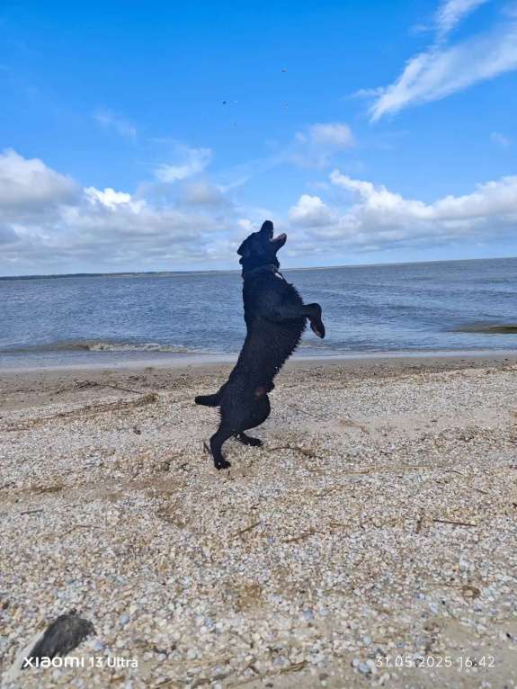 Собаки в Батайске: Щенки Лабрадора-ретривера  Девочка, 30 000 руб. - фото 4