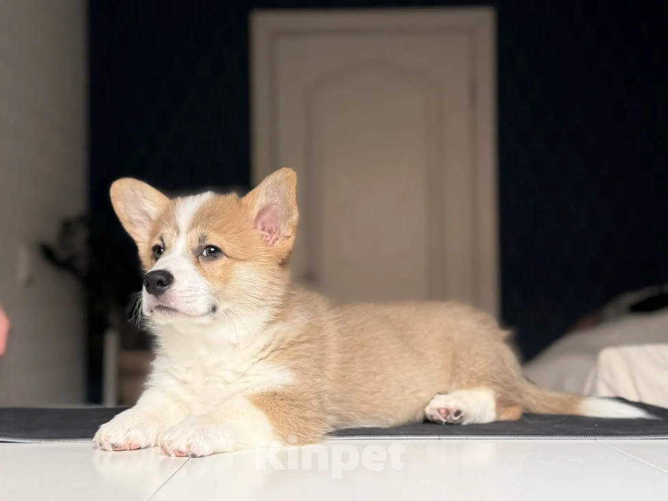 Собаки в Краснодаре: Щенок Вельш-Корги пемброк Мальчик, 45 000 руб. - фото 4