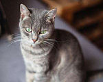 Кошки в Москве: Нежная и ласковая Зоя ищет свою семью. Девочка, Бесплатно - фото 2