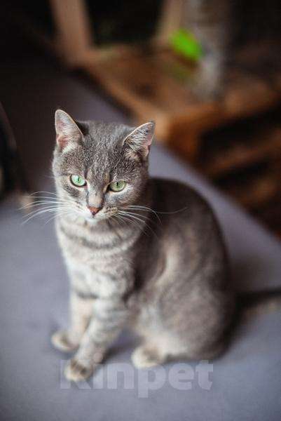 Кошки в Москве: Нежная и ласковая Зоя ищет свою семью. Девочка, Бесплатно - фото 2