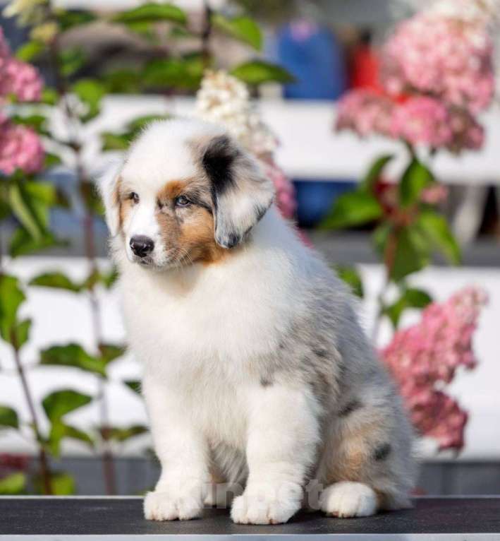 Собаки в Санкт-Петербурге: Австралийская овчарка  Девочка, 80 000 руб. - фото 5
