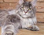 Кошки в Всеволожске: Кот мейн-кун Bill Raksi Line Мальчик, Бесплатно - фото 1