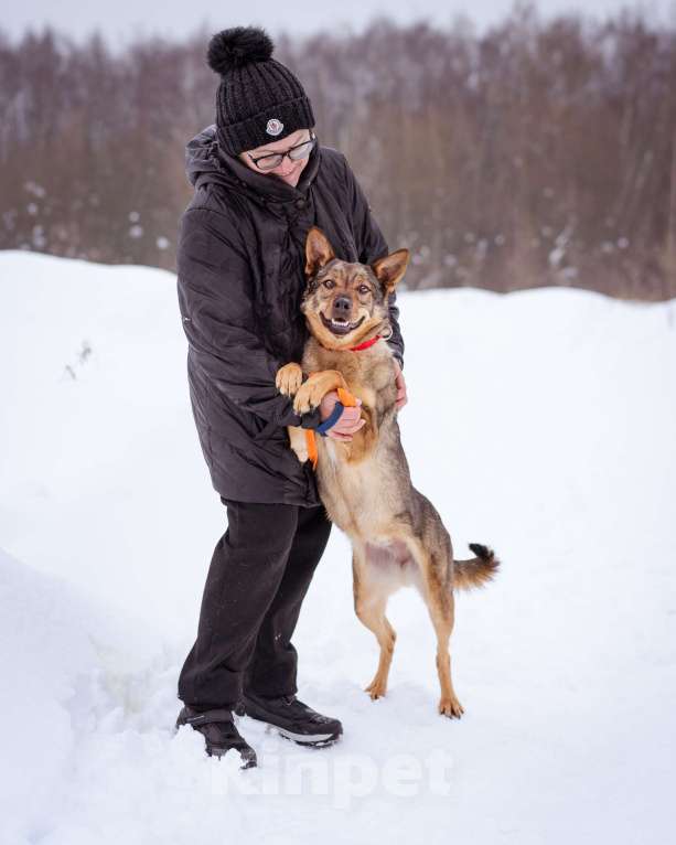 Собаки в Москве: Небольшая ласковая молодая девочка Девочка, Бесплатно - фото 5