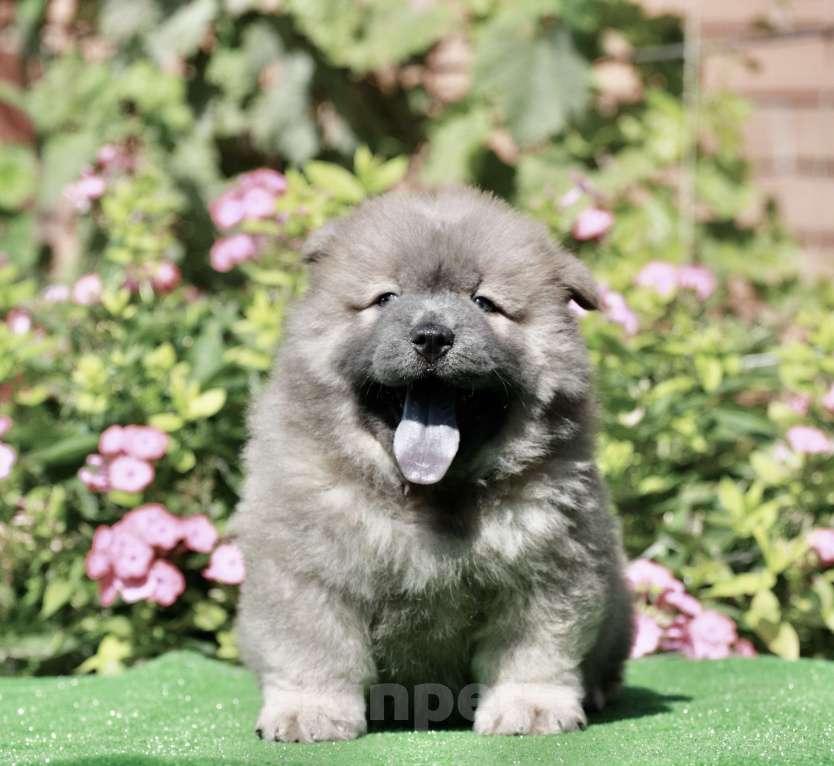 Собаки в Оренбурге: Щенок чау- Франт Корица Люкс,   Мальчик, 80 000 руб. - фото 3