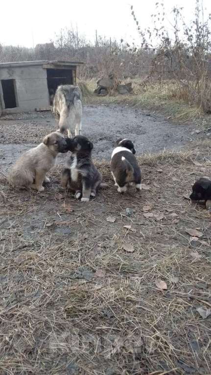 Собаки в Мыске: Щенок лайки Мальчик, 800 руб. - фото 4