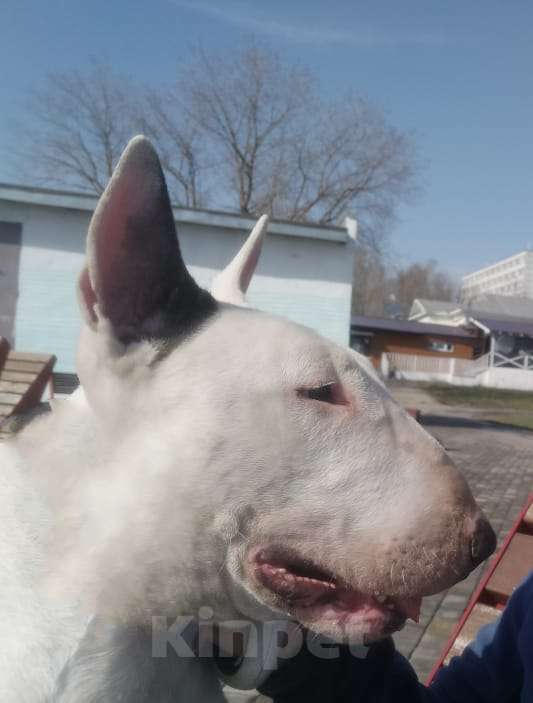 Собаки в Череповце: Предлагаем щенков стандартного бультерьера. Мальчик, Бесплатно - фото 9