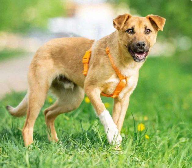 Собаки в Кубинке: Выбери меня! Мальчик, Бесплатно - фото 7