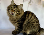 Кошки в других городах Московской области: Nash of Rufus Vallis Мальчик, 30 000 руб. - фото 2