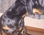 Собаки в Пензе: Вязка, 1 000 руб. - фото 3