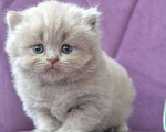Кошки в Сертолово: котятки, 2 000 руб. - фото 3