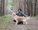 Собаки в Домодедово: Две девочки золотистого ретривера рыжего окраса.  Девочка, 100 руб. - фото 10