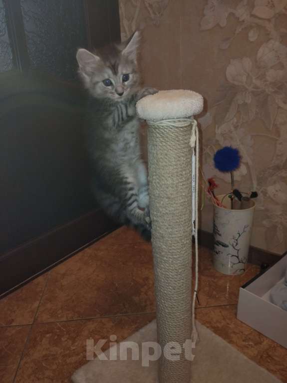 Кошки в Ставрополе: Энджел Девочка, 10 000 руб. - фото 4