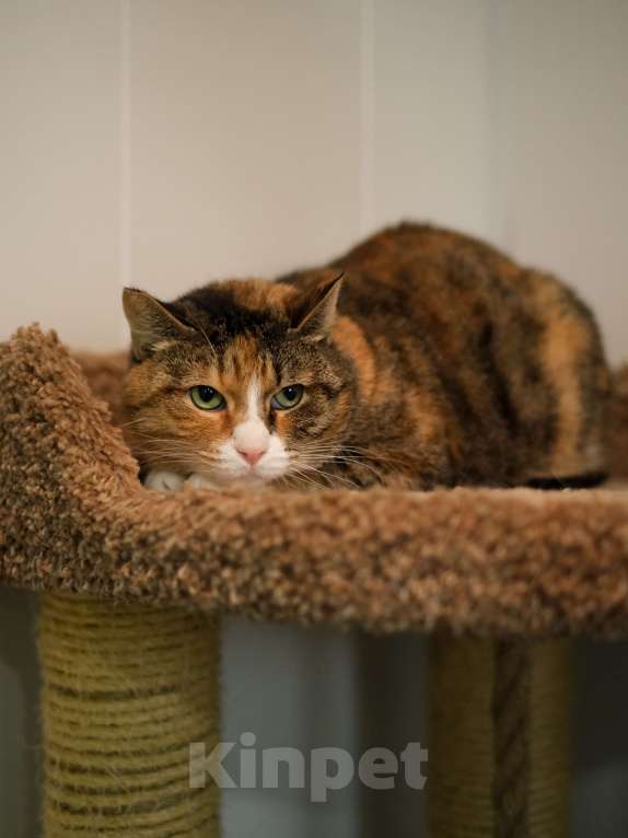 Кошки в Санкт-Петербурге: Кошка ищет дом Девочка, Бесплатно - фото 1