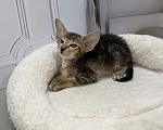 Кошки в Краснодаре: Ориентальные котята Девочка, 35 000 руб. - фото 2