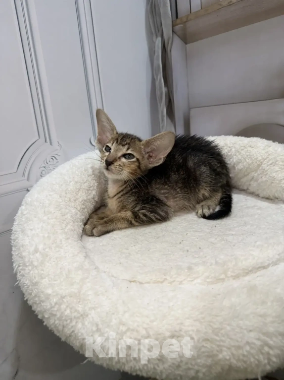 Кошки в Краснодаре: Ориентальные котята Девочка, 35 000 руб. - фото 2