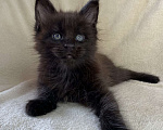 Кошки в Дмитрове: Черный солидный мальчик мейн кун Мальчик, 60 000 руб. - фото 3