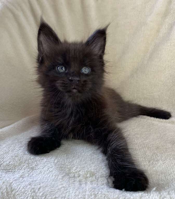 Кошки в Дмитрове: Черный солидный мальчик мейн кун Мальчик, 60 000 руб. - фото 3