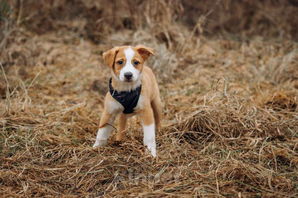 Собаки в Москве: Рыжик ищет дом Мальчик, Бесплатно - фото 10
