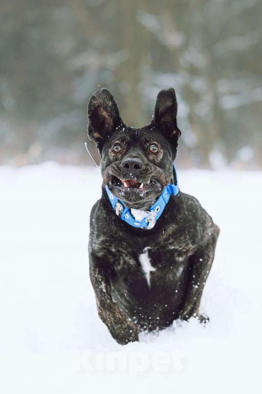 Собаки в Москве: Метис алано эспаньол Дони в добрые руки Мальчик, 1 руб. - фото 3