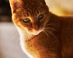 Кошки в Долгопрудном: Коты  братья Тор и Локи в добрые руки Мальчик, 1 руб. - фото 4