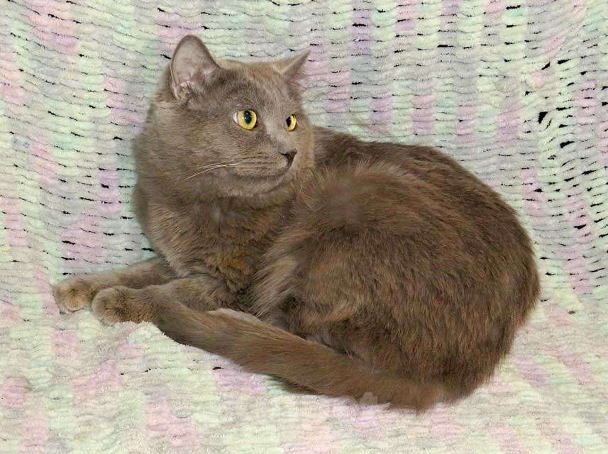 Кошки в Санкт-Петербурге: Ясон, кот-подкидыш, который всё ещё ждёт своего человека Мальчик, Бесплатно - фото 6