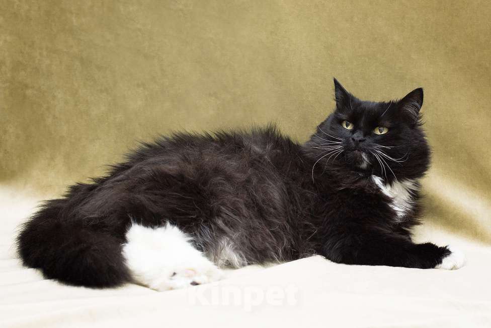 Кошки в Москве: Оставили во дворе Девочка, Бесплатно - фото 3