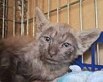 Кошки в Москве: Котёнок с "человеческим лицом" в добрые руки  Мальчик, Бесплатно - фото 1