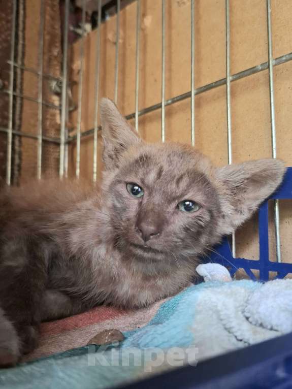 Кошки в Москве: Котёнок с "человеческим лицом" в добрые руки  Мальчик, Бесплатно - фото 1
