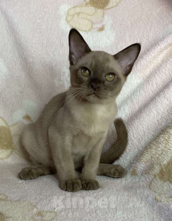 Кошки в Дмитрове: Шоколадный бурманский мальчик Baks Мальчик, 40 000 руб. - фото 3