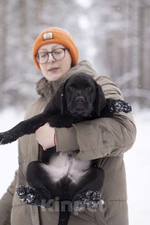 Собаки в Санкт-Петербурге: IRISLAV BIG BOSS Мальчик, 160 000 руб. - фото 6