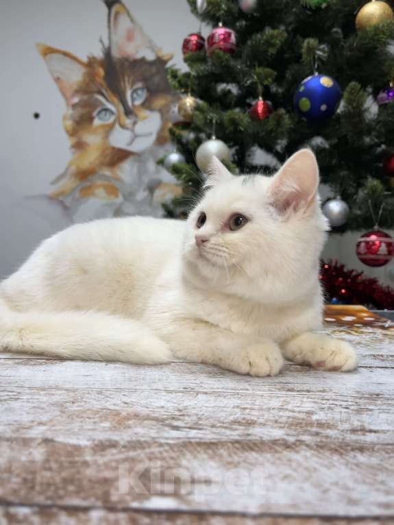 Кошки в Геленджике: Белая британская кошечка Девочка, 15 000 руб. - фото 2